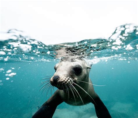 Endangered Mediterranean Monk Seal Spotted Near Kor Ula Total Croatia