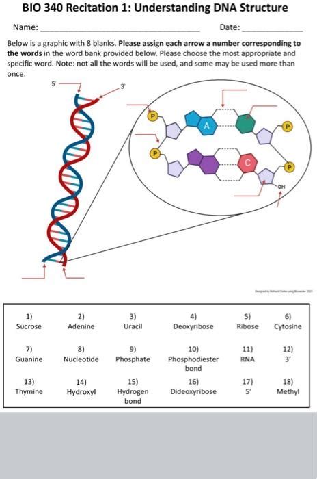 Solved BIO 340 Recitation 1 Understanding DNA Structure Chegg