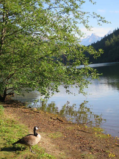 Hicks Lake Campground Sasquatch Provincial Park Harrison Hot Springs