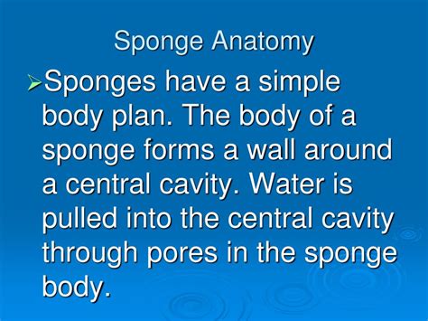 PPT - Sponges PowerPoint Presentation, free download - ID:1788369