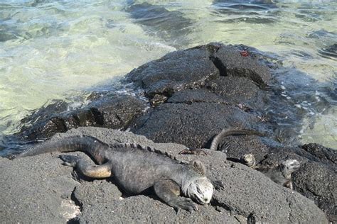 Day Galapagos Island Hopping Tour Explore Islands Snorkel Hike