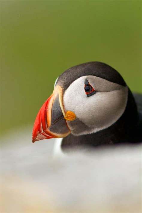 Arctic Puffin, Iceland stock image. Image of flying, nordic - 16454449