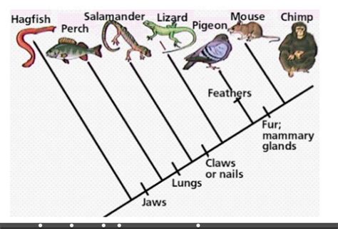 Evidence Of Evolution Diagram Quizlet