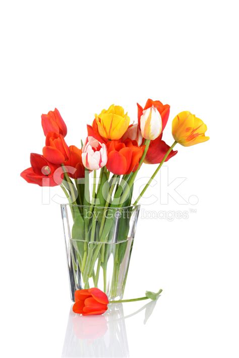 Tulips In A Glass Vase Stock Photo | Royalty-Free | FreeImages