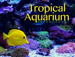 Tropical Aquarium Screensaver | TV App | Roku Channel Store | Roku