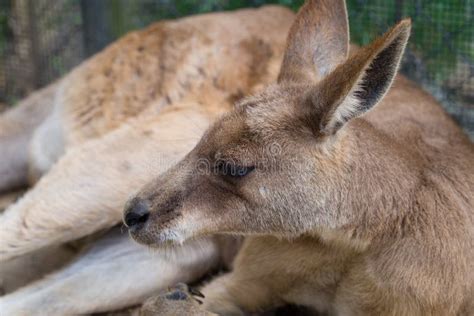 Relaxing Kangaroo stock image. Image of wildlife, outdoors - 64512661