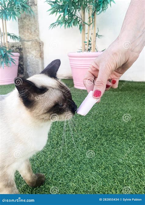 Cat Enjoying a Marshmallow Treat. Dangerous Foods for Cats Stock Photo