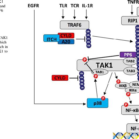 Pdf Tak1 Regulates Hepatic Cell Survival And Carcinogenesis