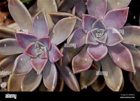 Ghost Plant Graptopetalum Paraguayense Stock Photo Alamy