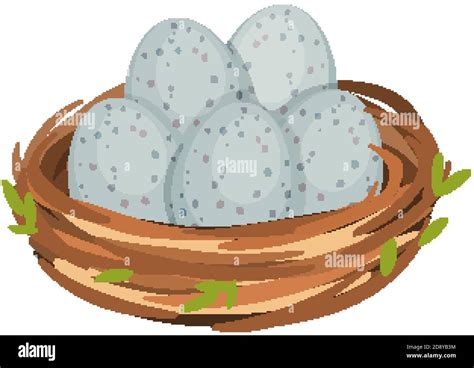 Eggs In The Bird Nest Isolated Illustration Stock Vector Image Art