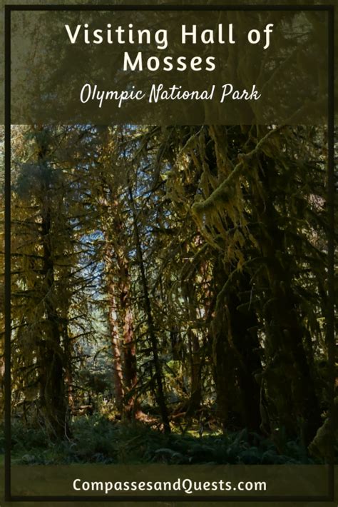 Hall of Mosses – Olympic National Park - Compasses & Quests