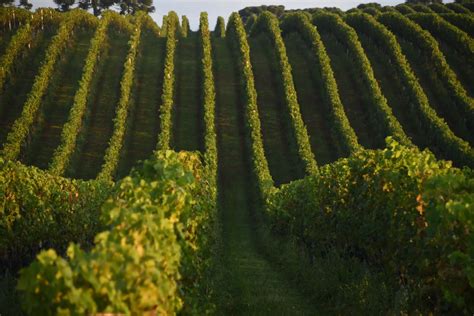 Tour e Degustação na Vinícola Pericó Wine Locals