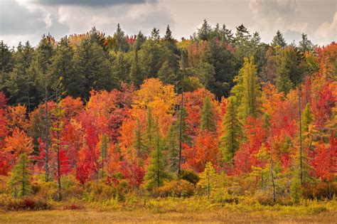 Fall Foliage in the White Mountains, NH | Bretton Woods