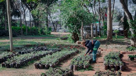 Fomentan la forestación y el cuidado del ambiente desde el Vivero