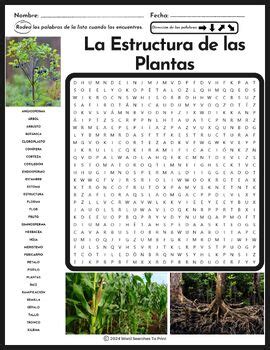 La Estructura De Las Plantas Sopa De Letras Structure Of Plants In