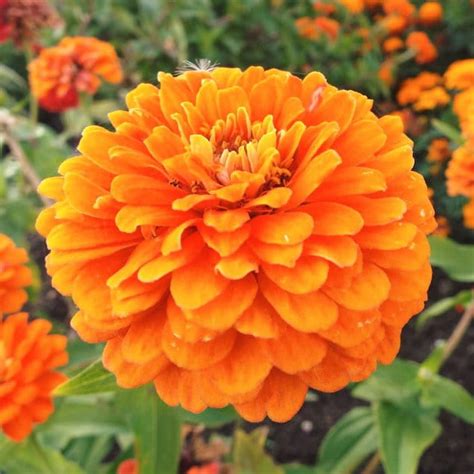 TomorrowSeeds Orange King Zinnia Seeds 600 Count Packet