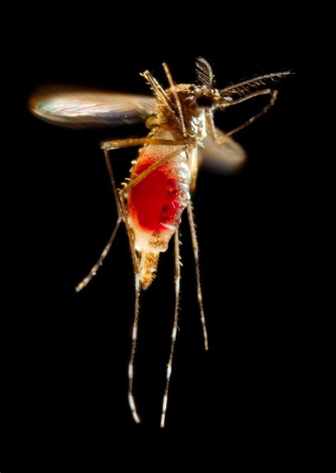 Human Trials Begin For Army Developed Zika Vaccine Us Department Of