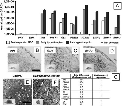 Activation of signaling pathways involved in endochondral bone ... 