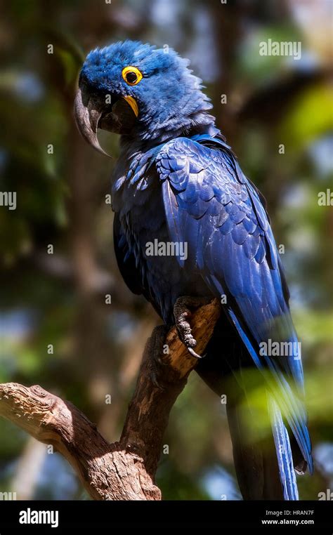 Hyacinth Macaw Anodorhynchus Hyacinthinus Lives In The Biomes Of The