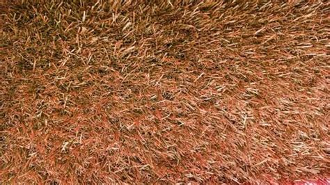 Plastic Brown Artificial Grass For Outdoor At Rs 32 Square Feet In Ahmedabad Id 27048110073