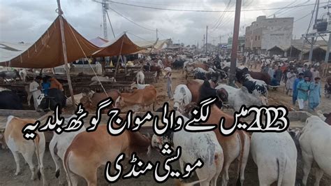 Yusuf Goat Maveshi Mandi Youtube