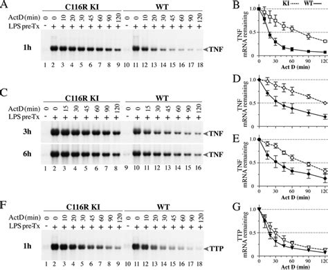 TNF And TTP MRNA Decay In BMDM After LPS Stimulation BMDM Were