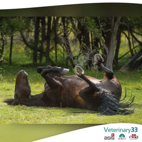 New Studies Focus On Equine Colic Veterinary 33