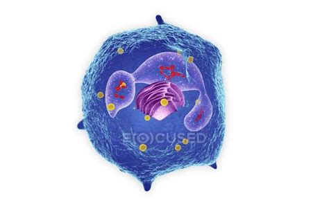 Structure of white blood cell — health, neutrophil - Stock Photo ...