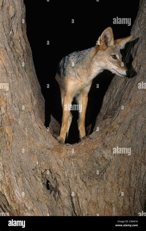 Black Backed Jackal Canis Mesomelas Climbing Tree At Night