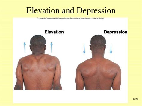 Elevation And Depression Anatomy