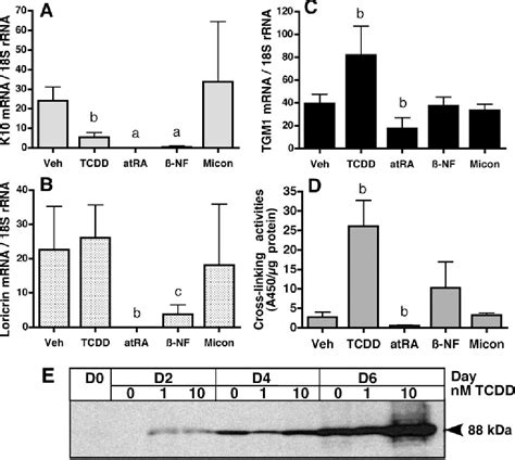 Figure 4 From Differentiation Specific Factors Modulate Epidermal Cyp1