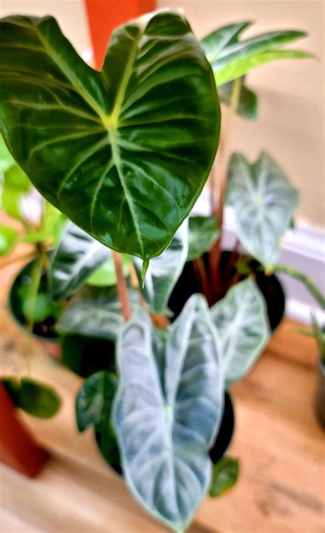 Meet the Alocasia Ivory Coast,... - Deep Roots Greenery