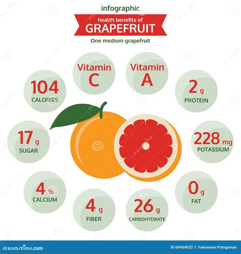 Benefícios De Saúde Do Gráfico Da Informação Da Toranja Vetor Do Fruto