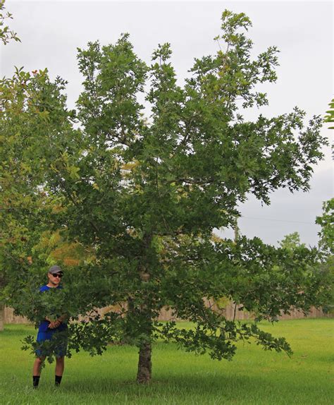 Shumard Oak Tree Southern Native Trees