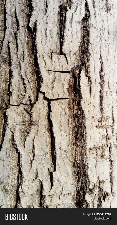 Bark Old Thick Tree Image And Photo Free Trial Bigstock