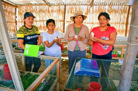 Día Nacional del Cuy proyectos de inversión mejoran la calidad de vida