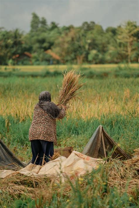 A Farmer Is Harvesting Rice Editorial Photography Image Of Indonesia