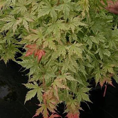 Acer Palmatum Coral Pink Japanese Maple In 2022 Small Garden Japanese Maple Acer Palmatum