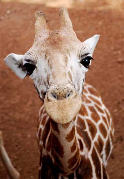 Baby Giraffe Best Animals