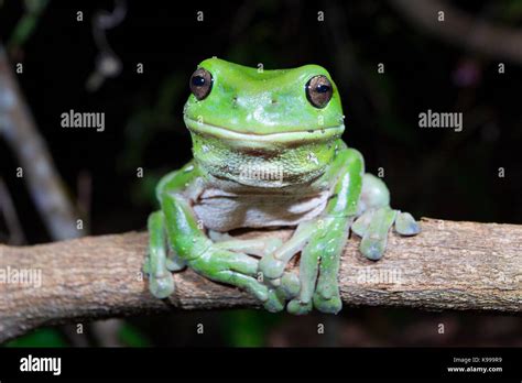 Australia Green Tree Frog Hi Res Stock Photography And Images Alamy