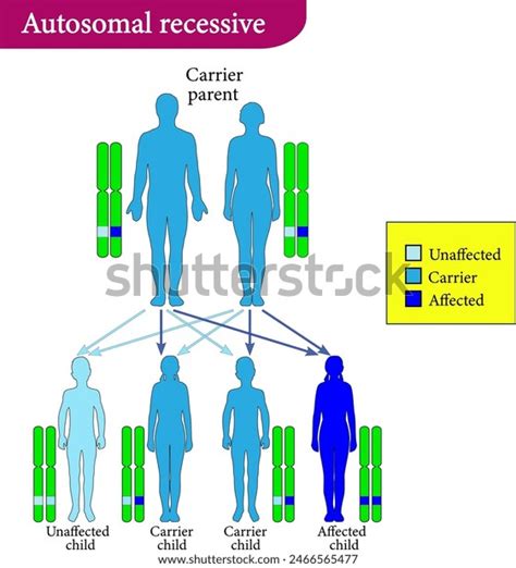 Vector Illustration Autosomal Recessive Inheritance Stock Vector