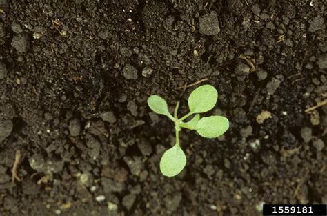 Rosette Forming Weeds Of Early Spring Cornell Weed Identification