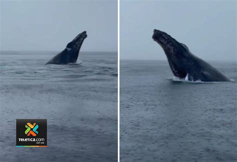 Video Ballena Salta Dos Veces Y Su Cría Aparece Durante Show” En