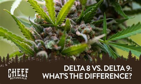 Delta 8 vs Delta 9: What Are the Differences?