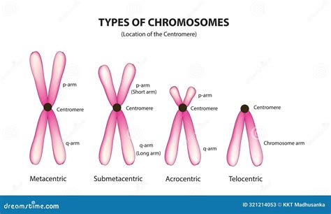 Chromosomal Crossover Crossing Over Chromosomes And Homologous