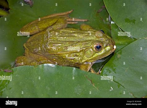 Chiricahua Leopard Frog Rana Chiricahuensis Arizona Usa Also