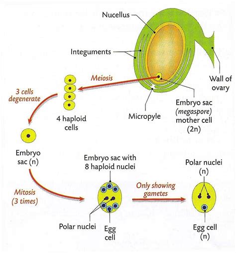 Angiosperms Old Ncert Free Mcq Practice Test With Solutions Neet