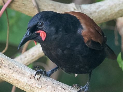 5 reasons the tīeke should be your favourite bird - Predator Free NZ Trust