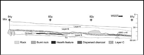 Figure 1 From Spatial Patterning And Occupation Dynamics During The