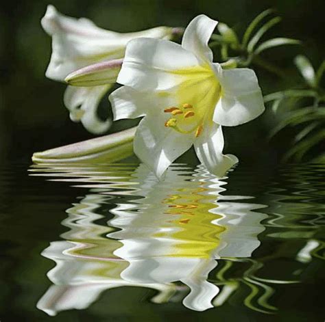 Lilies On S Beautiful Bouquets Flowers And Backgrounds